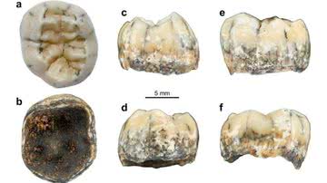 Imagem mostrando dente pré-histórico em vários ângulos - Divulgação/ Nature Communications