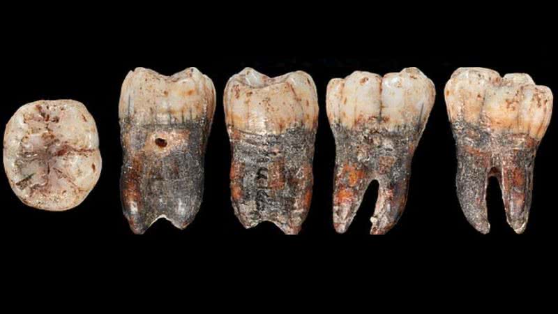 Dente de neandertal analisado - Divulgação/Instituto Max Planck