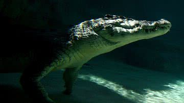 Foto ilustrativa de crocodilo no mar - Getty Images