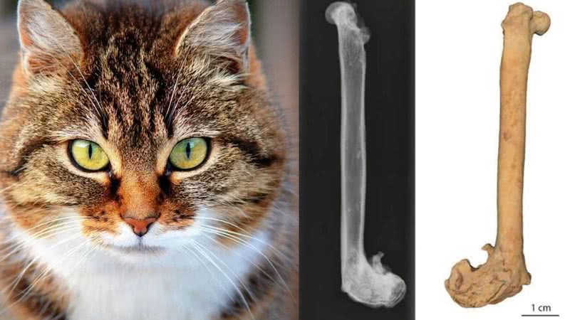 Imagem ilustrativa de gato (esq.) e ossos de gato encontrados na Rota da Seda - Divulgação/Montagem/Pixabay/ Ashleigh Haruda et.al