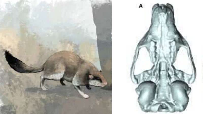 Roedor pré-histórico e seu crânio - Divulgação/James Sadler/University of York