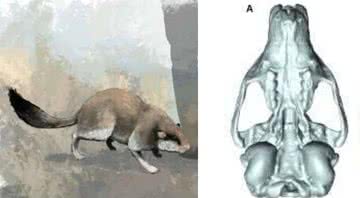 Roedor pré-histórico e seu crânio - Divulgação/James Sadler/University of York