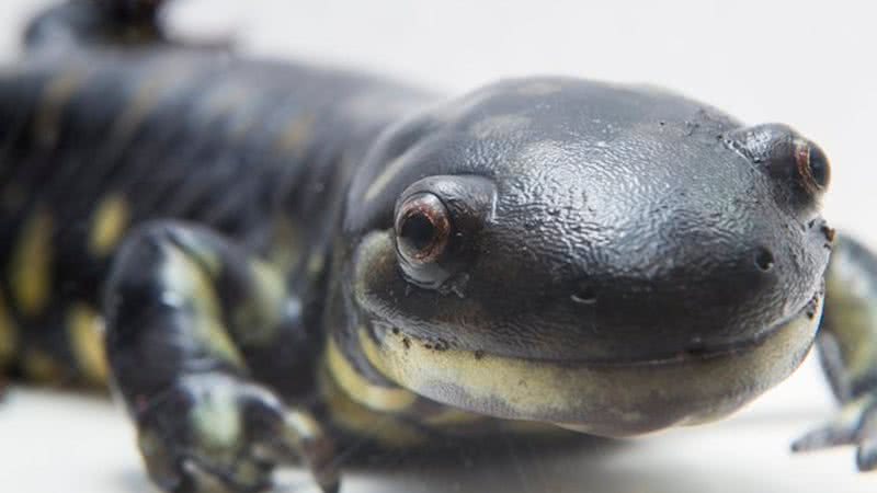 Foto ilustrativa de uma salamandra - Wikimedia Commons