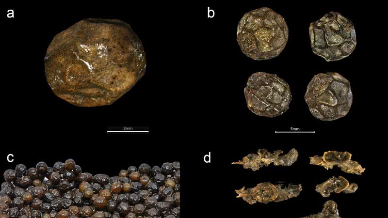 Restos de especiarias encontrados na gaveta de temperos do rei - Divulgação/Mikael Larsson e Brendan Foley