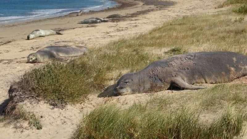 Imagem ilustrativa de focas atuais descansando na areia. - Divulgação/ Peter Trusler, autor do estudo