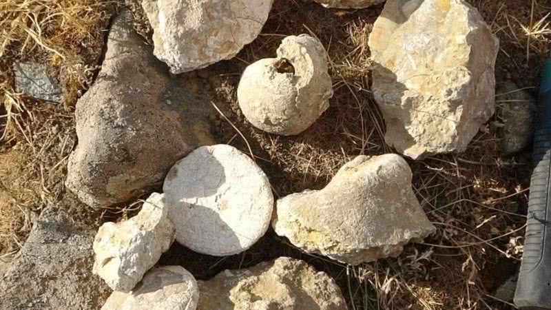 Fotografia dos fósseis encontrados na Turquia - Divulgação/ Iskender Dölek/ IHA Photo