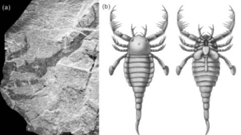 Imagens do fóssil escavado de T. xiushanensis - Reprodução / Instituto Nanjing de Geologia e Paleontologia