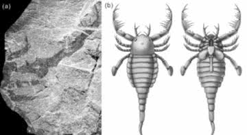 Imagens do fóssil escavado de T. xiushanensis - Reprodução / Instituto Nanjing de Geologia e Paleontologia