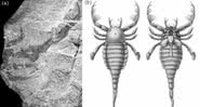 Imagens do fóssil escavado de T. xiushanensis - Reprodução / Instituto Nanjing de Geologia e Paleontologia