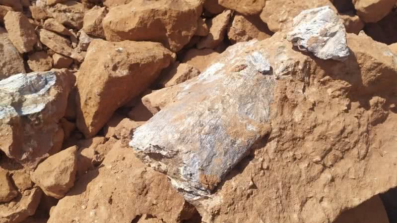 Fotografia do fragmento encontrado em São Paulo - Divulgação/ Museu de Paleontologia de Marília