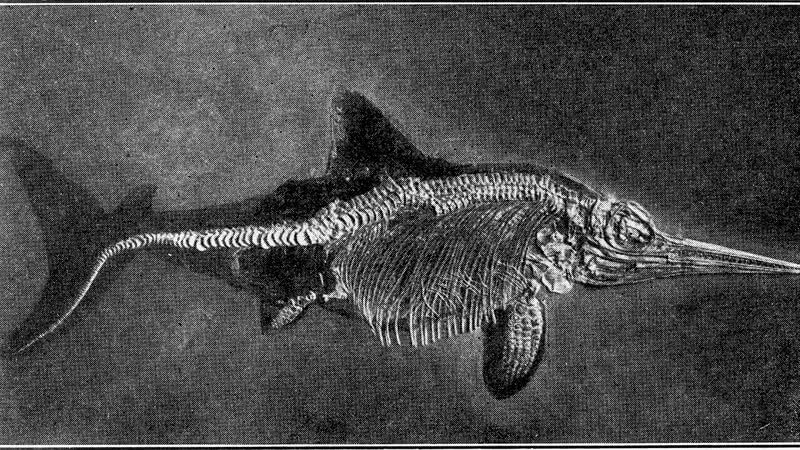 Representação gráfica de fóssil de ictiossauro - Wikimedia Commons