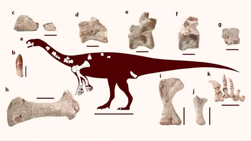 Mapeamento do corpo do dinossauro com os ossos encontrados - Claire Peyre de Fabrègues et al.