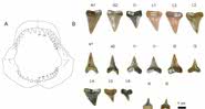 Gráfico reunindo os dentes encontrados e sua representação na arcada do animal - Jaime Villafaña / Jürgen Kriwet