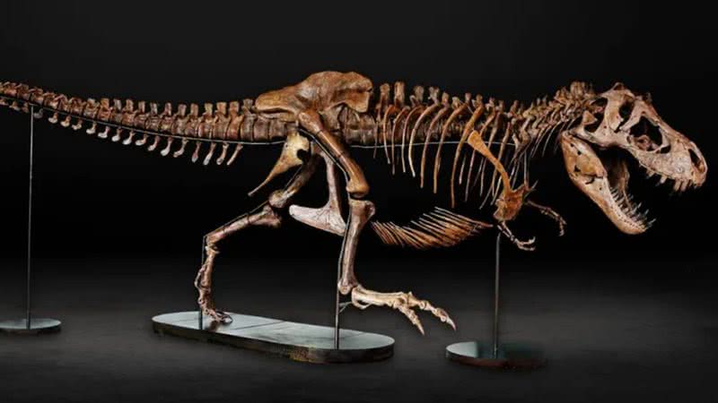 Esqueleto de Barbara, a T.rex grávida - Divulgação/Museu Memorial da Guerra de Auckland