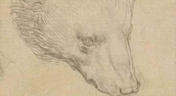 Esboço da cabeça de urso de da Vinci - Divulgação / Christie's