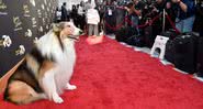 Lassie no tapete vermelho, cercado por fotógrafos - Getty Images