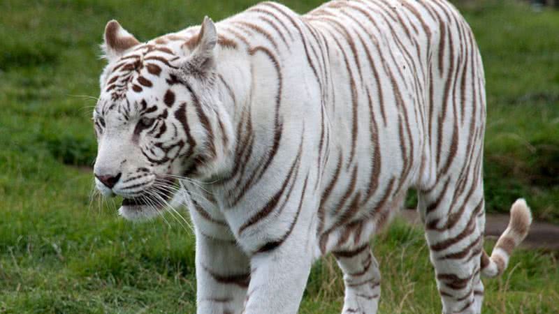 Imagem ilustrativa de um tigre branco - Wikimedia Commons