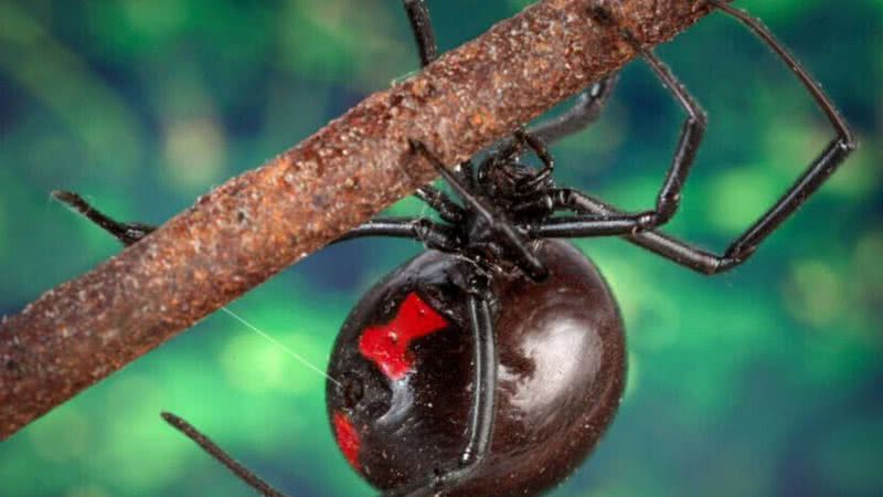 Imagem de uma aranha viúva negra - Divulgação