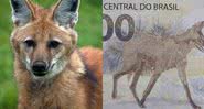 O animal na vida real (à esqu.) a cédula (à dir.) - Pixabay - Divulgação/Banco Central