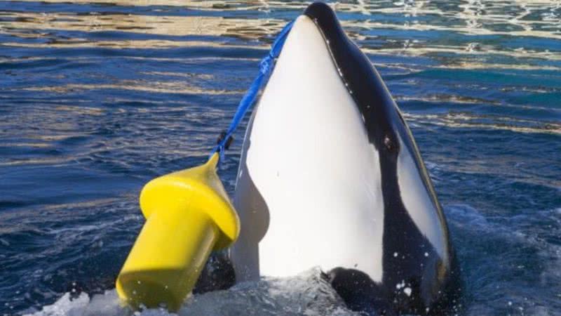 Wikie, a orca - Divulgação/ Aquário Marineland