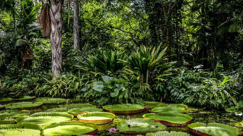 Registro da Amazônia - Imagem de TNeto por Pixabay