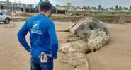 Baleia encontrada morta na Praia da Costa - Divulgação/Asscom/Adema