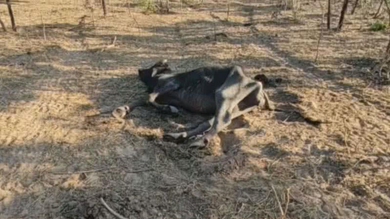 Búfalo abandonado - Divulgação/CNN