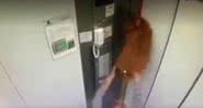 Cachorro preso em elevador - Divulgação/G1