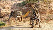 Onças-pintadas brincam de cabo de guerra com sucuri-amarela no Pantanal - Reprodução/Twitter/Biodiversidade Brasileira/Michel Zoghzoghi