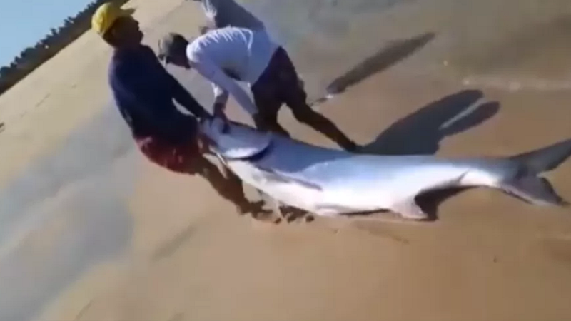 Pescadores carregando o peixe de 100 kg - Divulgação / Redes Sociais