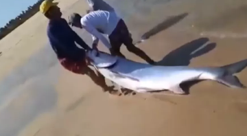 Pescadores carregando o peixe de 100 kg - Divulgação / Redes Sociais