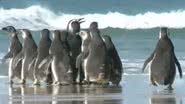 Pinguins em praia de Santa Catarina antes de região ser atingida por ciclone - Reprodução/YouTube/RICtv