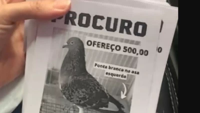 Cartaz para divulgar sumiço de pombo - Divulgação/Arquivo pessoal