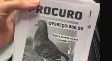 Cartaz para divulgar sumiço de pombo - Divulgação/Arquivo pessoal