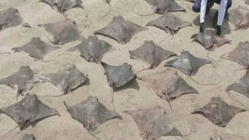 Raias encontradas mortas em praia de Peruíbe - Divulgação/Instagram/@institutobiopesca