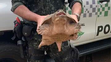 Agente segura tartaruga-aligátor encontrada no interior de São Paulo - Divulgação / Polícia Ambiental