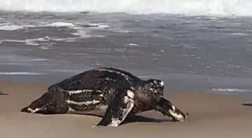 Tartaruga gigante na areia da praia da Barra - Divulgação/Arquivo pessoal/g1