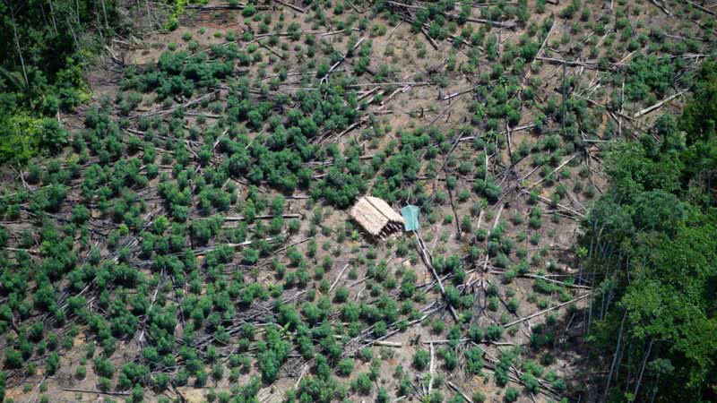 Visão aérea de área desmatada em terra yanomami, no Roraima - Andressa Anholete/Getty Images