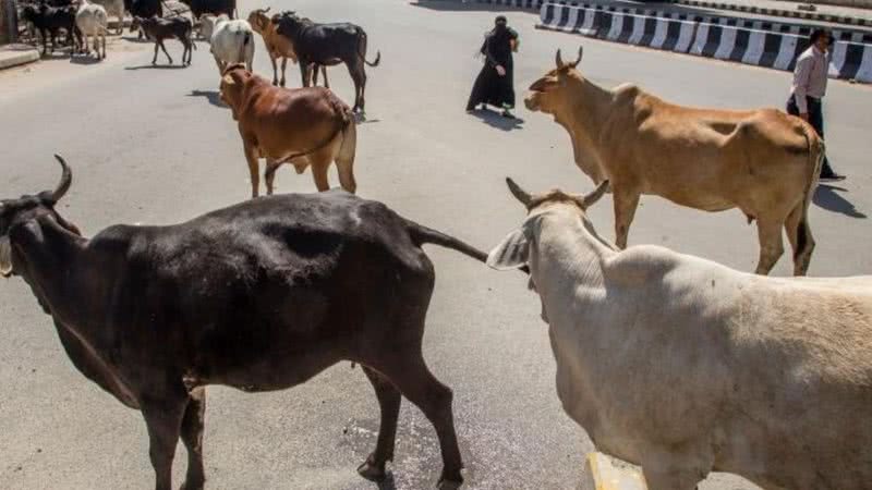 Animais nas ruas indianas - Divulgação