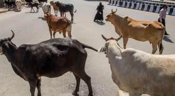 Animais nas ruas indianas - Divulgação