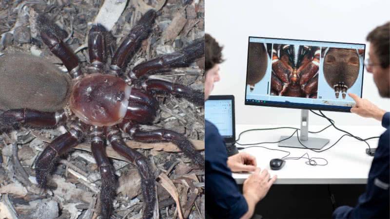 Á esquerda a aranha-de-alçapão e à direita pesquisadores do Museu de Queensland - Reprodução / Facebook