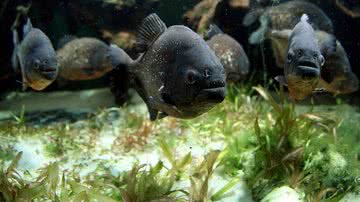 Piranhas-vermelhas no Zoológico de Londres em 2010 - Oli Scarff/Getty Images