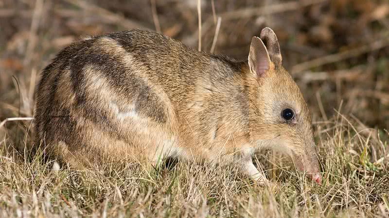 Fotografia do bandicoot-listrado-oriental - Divulgação/Wikimedia Commons/JJ Harrison