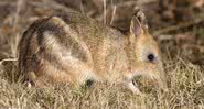 Fotografia do bandicoot-listrado-oriental - Divulgação/Wikimedia Commons/JJ Harrison