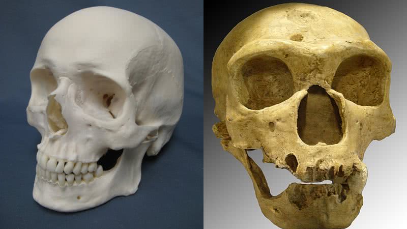 Crânios de um humano atual e de um neandertal, respectivamente - Foto por Sklmsta pelo Wikimedia Commons / Foto por Luna04 pelo Wikimedia Commons