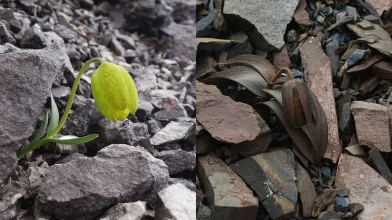 Montagem mostrando planta em uma área em que ela não é predada pelos humanos, e em uma área em que ela é - Divulgação / Yang Niu