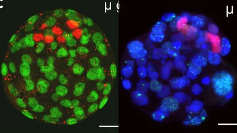 Blastócitos de camundongos desenvolvidos na Estação Espacial Internacional - Divulgação/iScience/Wakayama et al.
