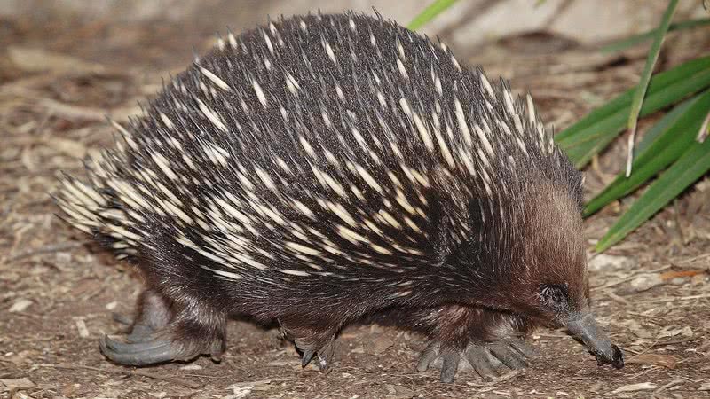 Fotografia mostra equidna em zoológico - Wikimedia Commons/fir0002/flagstaffotos