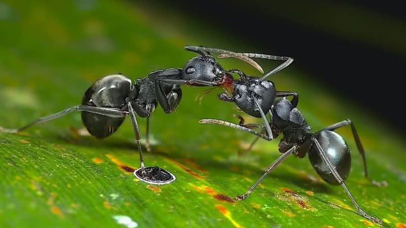 Fotografia mostrando formigas durante ato de troca de fluidos regurgitados - Divulgação/Kalesh Sadasivan