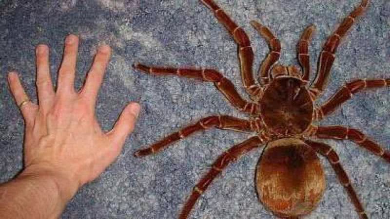 Homem compara a mão com o tamanho da aranha - Divulgação